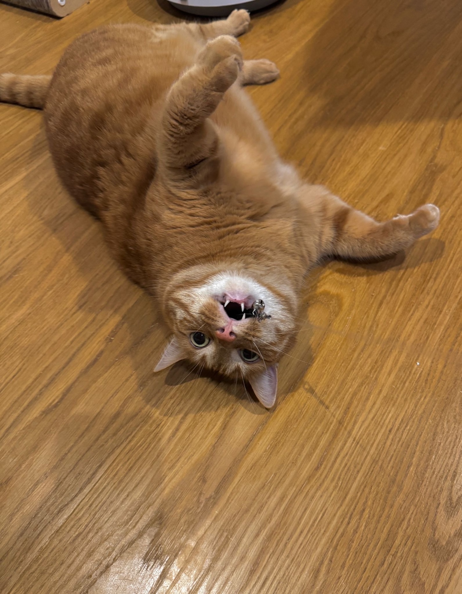 Emmi