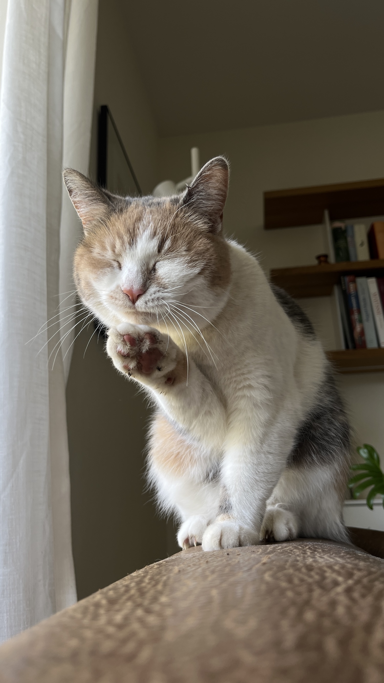 Evita