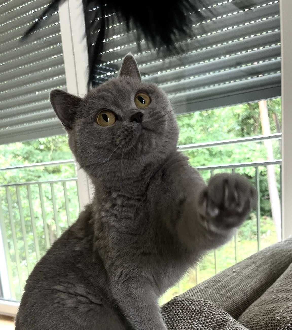 Felia