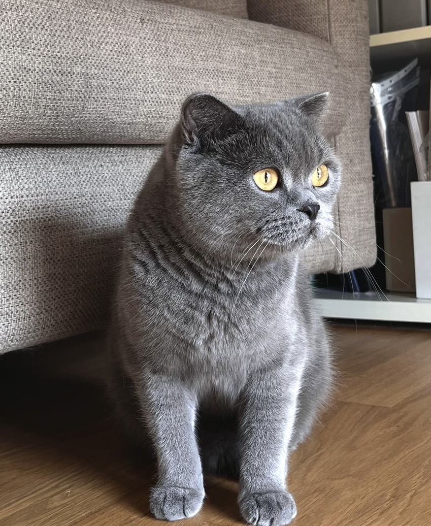 Felix