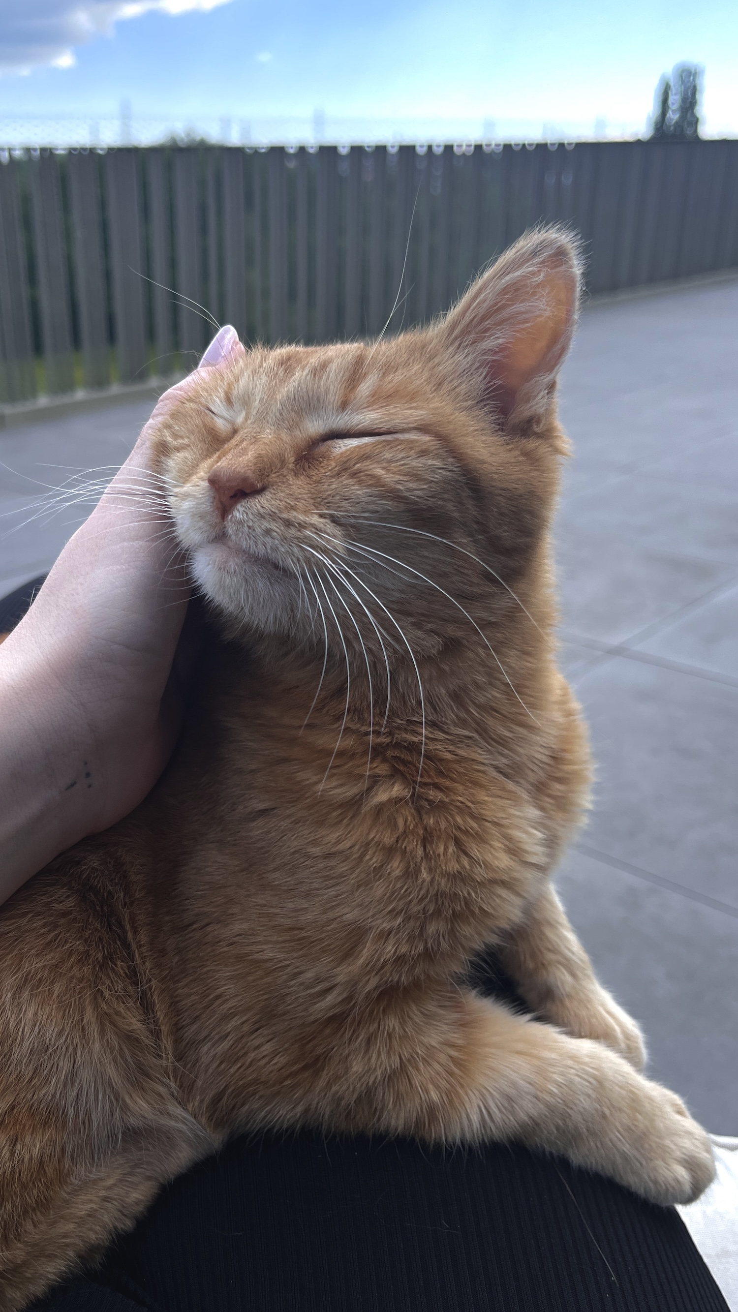 Ginger