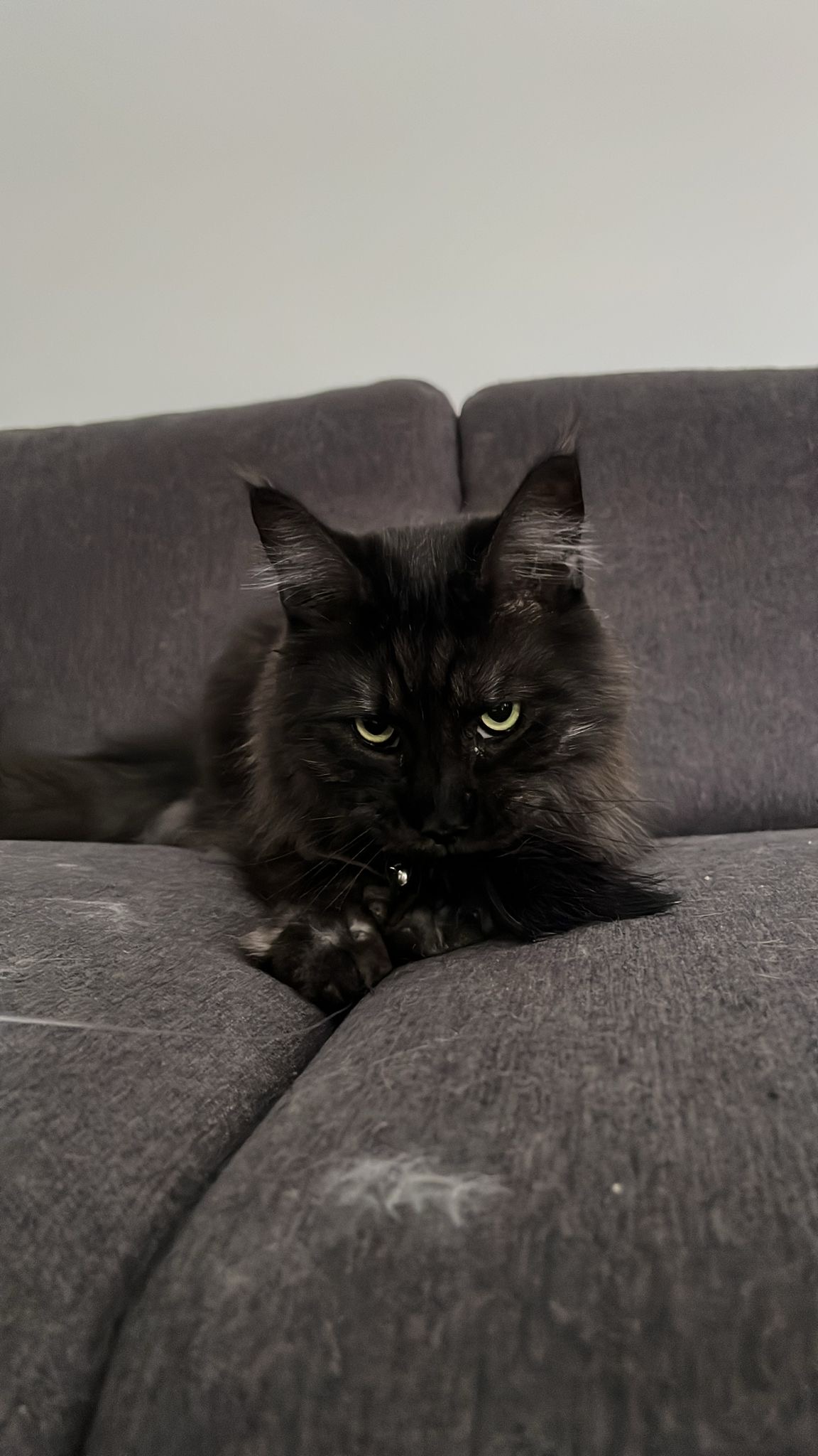 Grobi