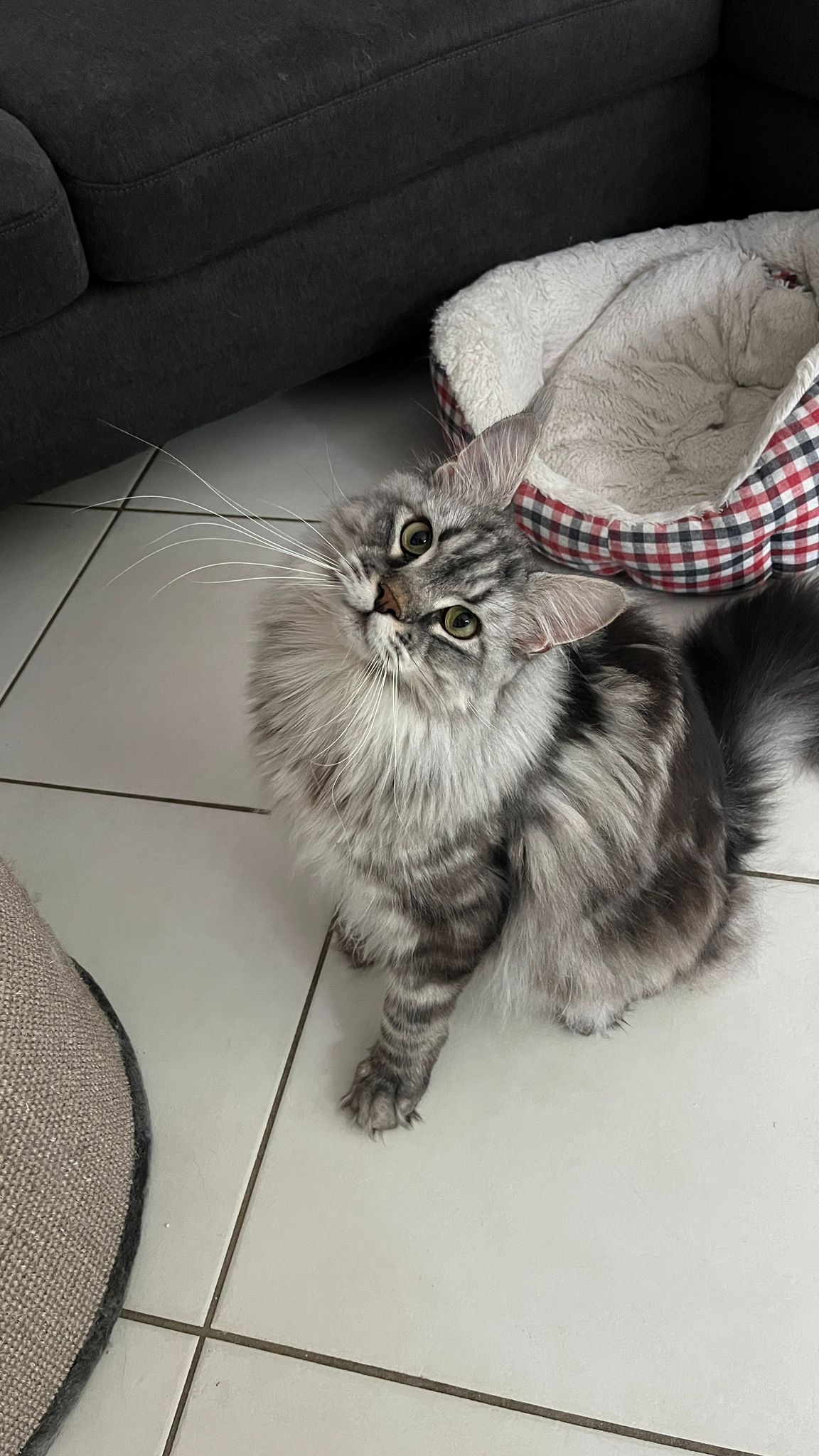 Maxi