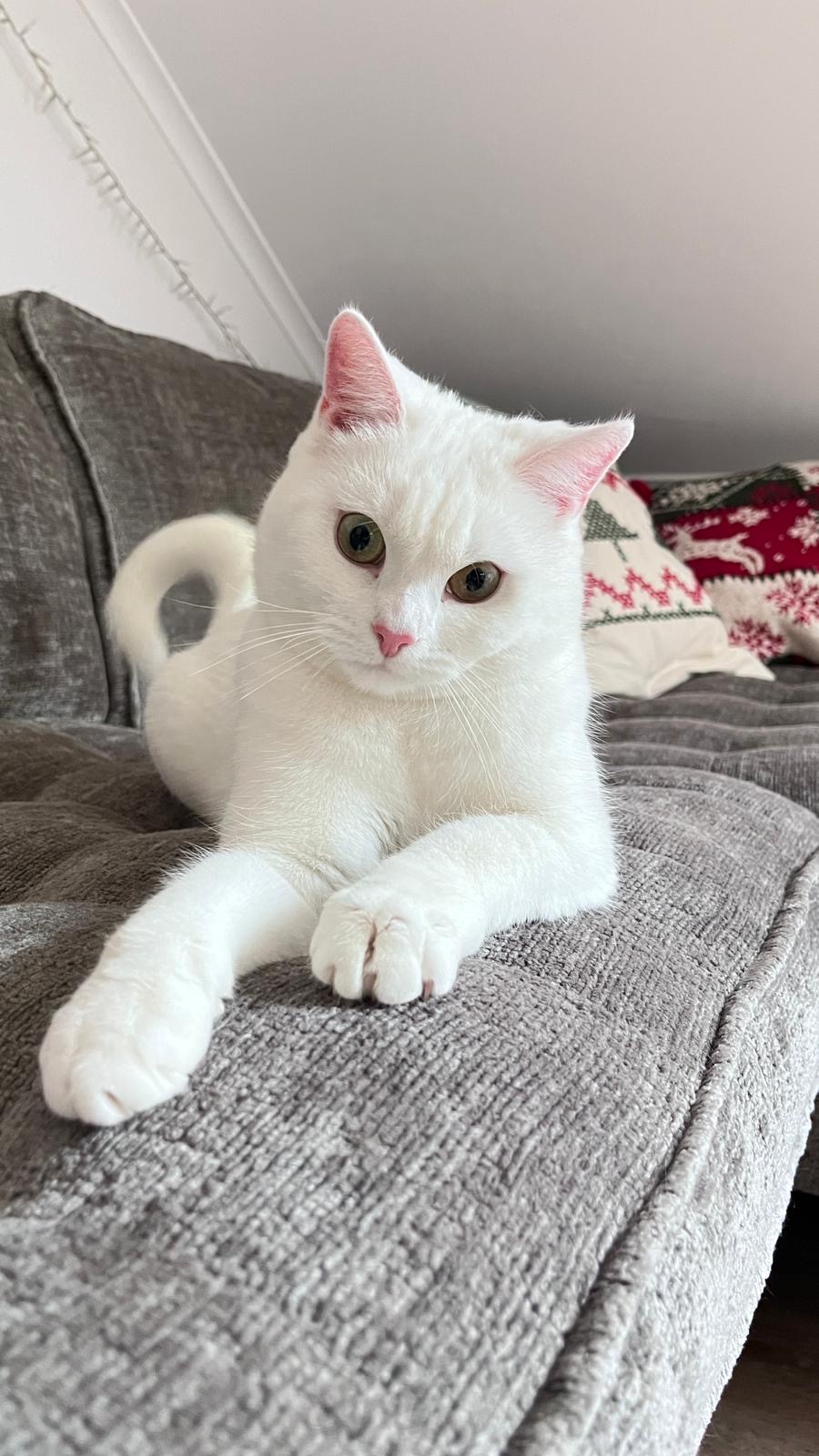 Maya