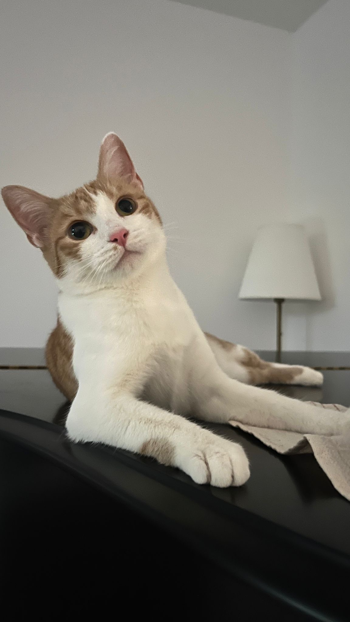 Miso
