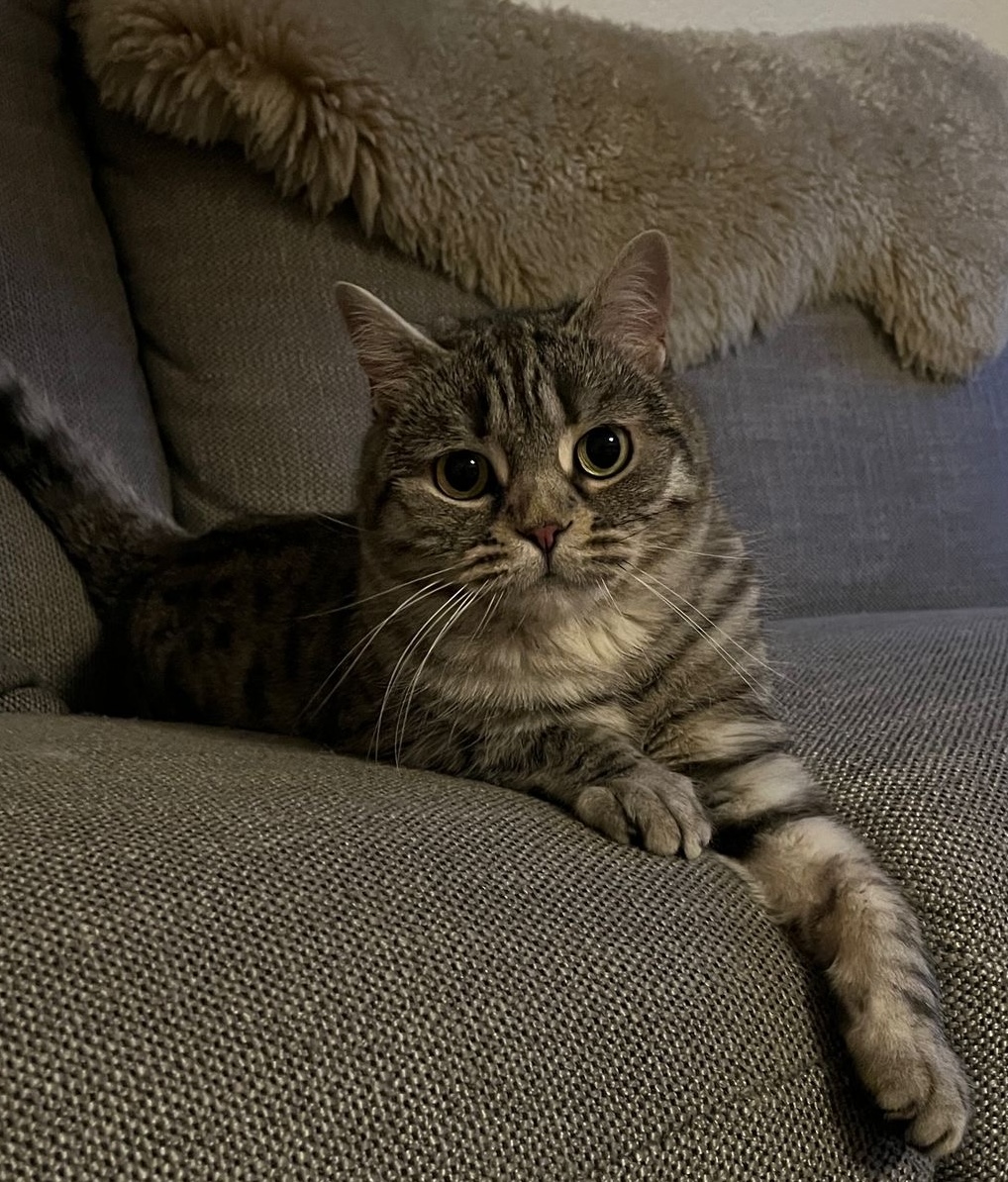 Simba