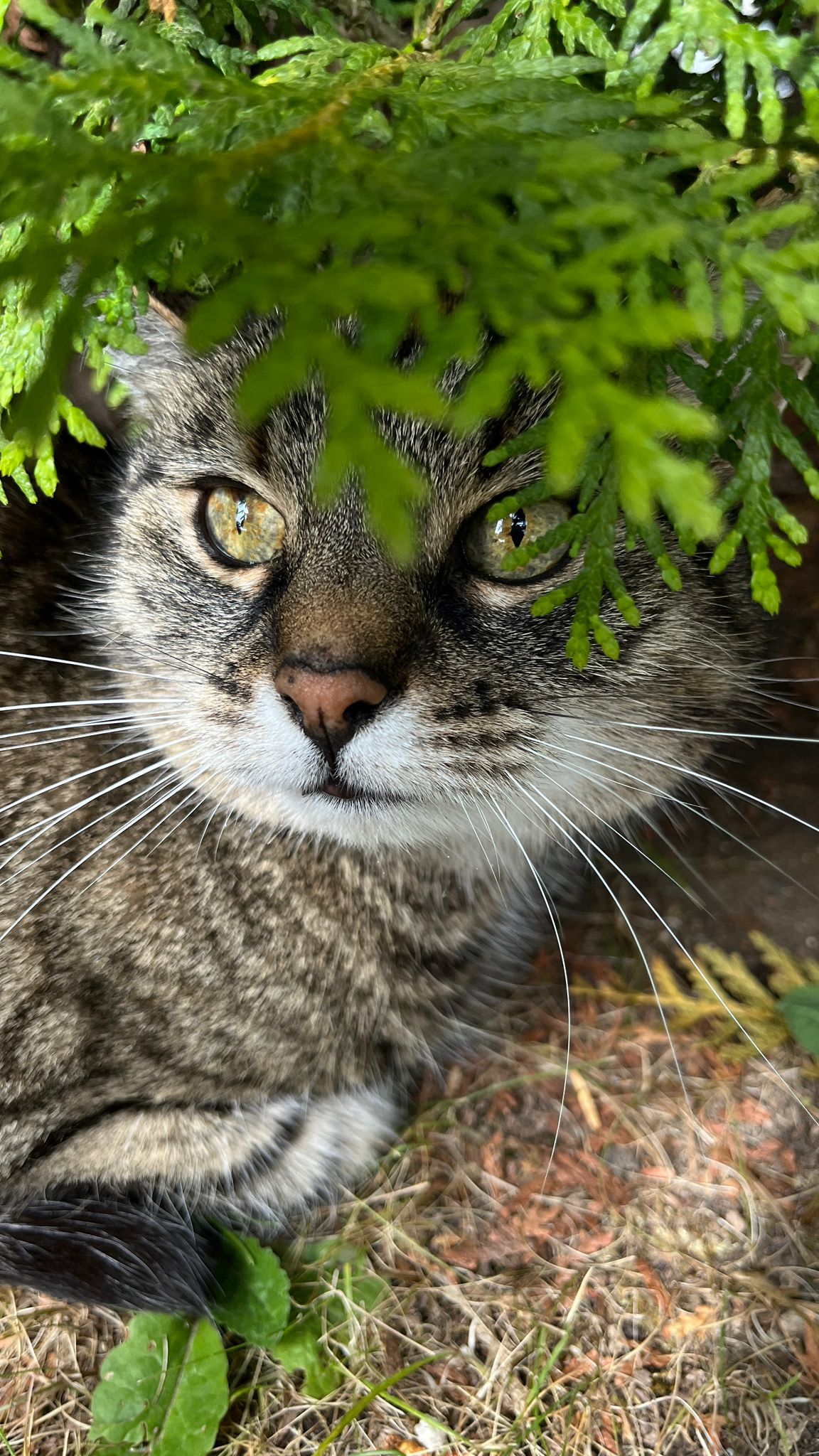 Simba