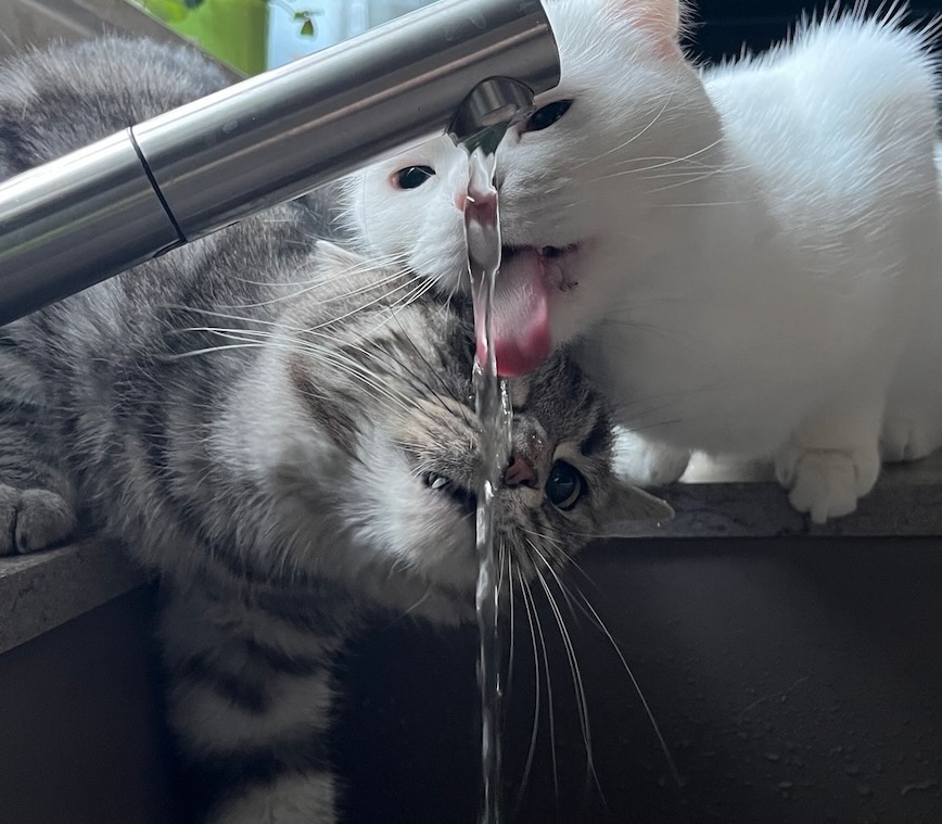 Simba und Snow