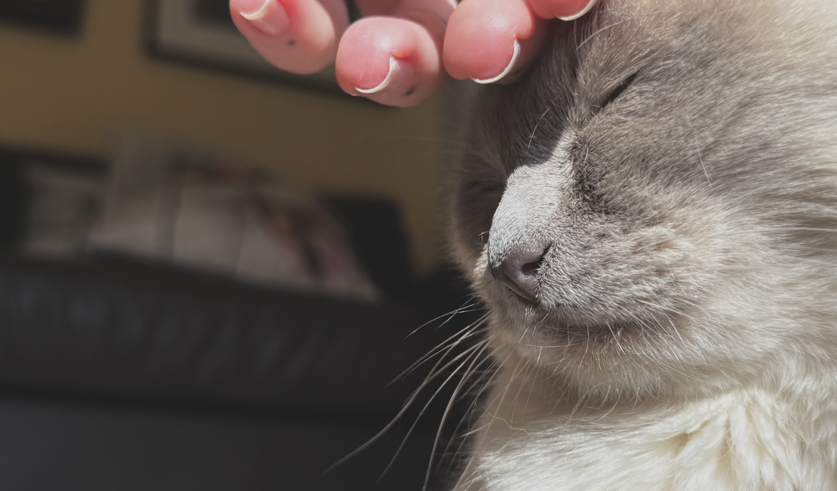 Katze wird gestreichelt